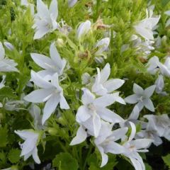 Campanula poscharskyana ‘E.H. Frost’