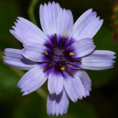 Catananche caerulea