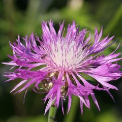 Centaurea dealbata