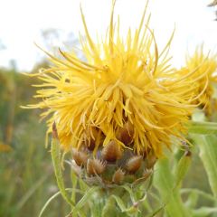 Centaurea macrocephala