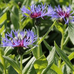 Centaurea montana ‘Coerulea’