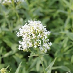 Centranthus ruber ‘Albus’