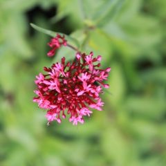 Centranthus ruber ‘Coccineus’