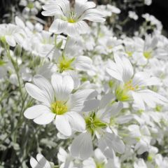 Cerastium tomentosum