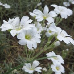 Cerastium biebersteinnii