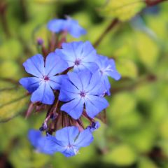 Ceratostigma plumbaginoides