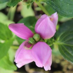 Chelone obliqua