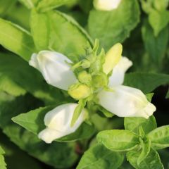 Chelone obliqua ‘Alba’