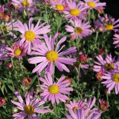 Chrysanthemum (R) ‘Clara Curtis’