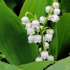 Convallaria majalis