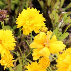 Coreopsis grandiflora ‘Badengold’