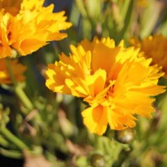 Coreopsis grandiflora 'Early Sunrise'