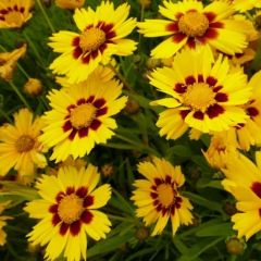 Coreopsis grandiflora 'Sonnenkind'