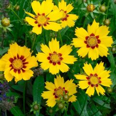 Coreopsis lanceolata ‘Sterntaler’