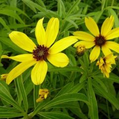 Coreopsis tripteris