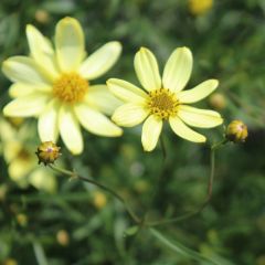 Coreopsis verticillata  ‘Moonbeam’