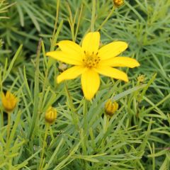 Coreopsis verticillata  ‘Zagreb’