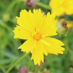 Coreopsis verticillata 'Grandiflora'