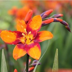 Crocosmia ‘Emily McKenzie’