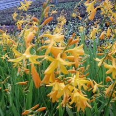 Crocosmia ‘George Davidson’