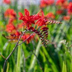 Crocosmia ‘Lucifer’