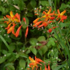 Crocosmia masoniorum