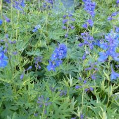 Delphinium Belladonna ‘Bellamosum’