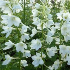 Delphinium Belladonna ‘Casa Blanca’