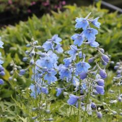 Delphinium Belladonna ‘Cliveden Beauty’