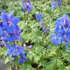 Delphinium Belladonna ‘Piccolo’