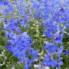 Delphinium Belladonna ‘Völkerfrieden’