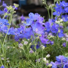 Delphinium grandiflorum ‘Blauer Zwerg’