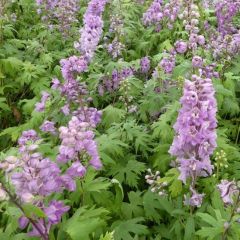 Delphinium Pacific ‘Astolat’