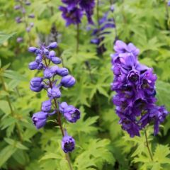 Delphinium Pacific ‘Black Knight’