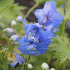 Delphinium Pacific ‘Blue Bird’