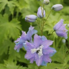 Delphinium Pacific ‘Camelliard’