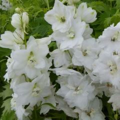 Delphinium Pacific ‘Galahad’