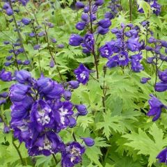 Delphinium Pacific ‘King Arthur’