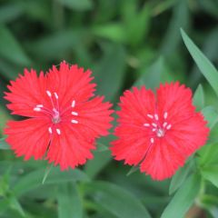 Dianthus deltiodes ‘Splendens’