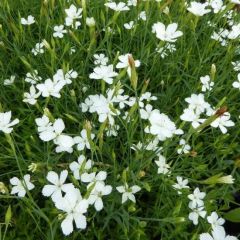 Dianthus deltoides ‘Albiflorus’