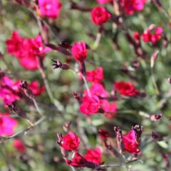 Dianthus deltoides 'Brillant'