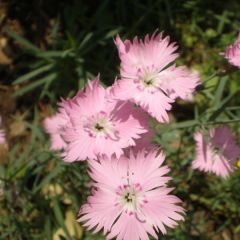 Dianthus gratianopolitanus