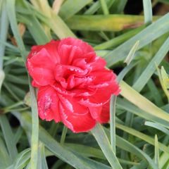 Dianthus Plumarius ‘David’