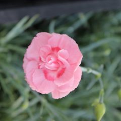 Dianthus Plumarius ‘Doris’