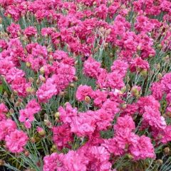 Dianthus Plumarius ‘Heidi’