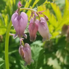 Dicentra formosa