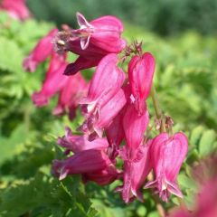 Dicentra formosa  ‘Luxuriant’