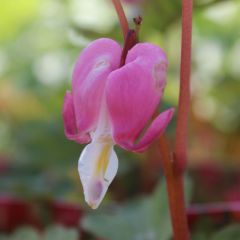 Dicentra spectabilis