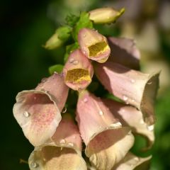 Digitalis ferruginea ‘Gelben Herold’