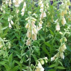 Digitalis grandiflora